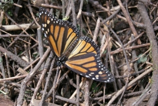  Monarch butterfly 